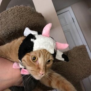 Meet your Posher, Shannon